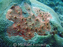 Red boring sponge on a coral head on the reef off the Pel... by Michael Kovach 